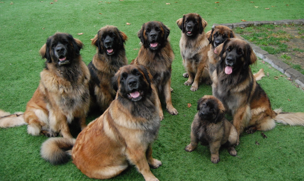 The JDLeos family including 7 adult leonbergers and one puppy