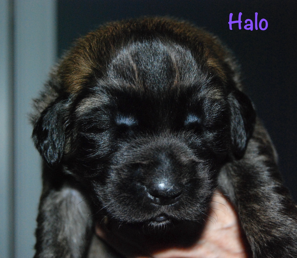 Halo for website