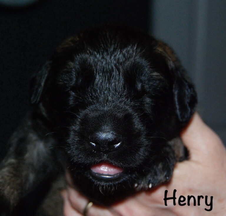Henry for website