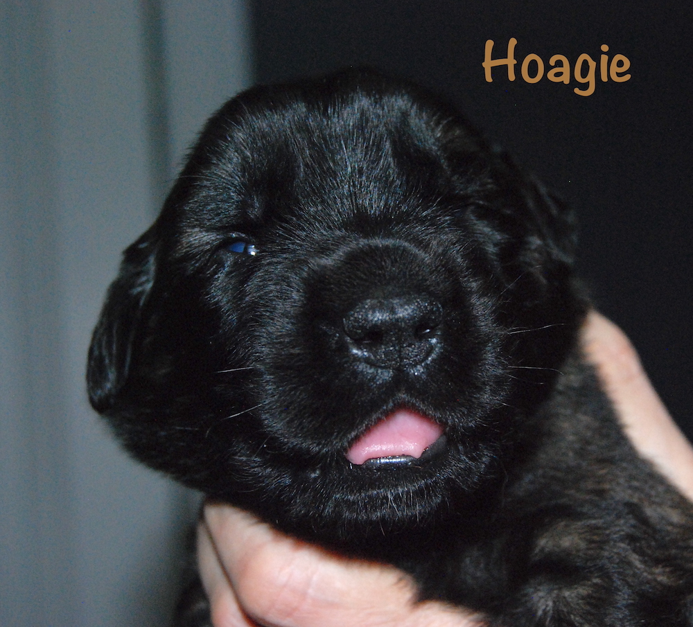 Hoagie for website