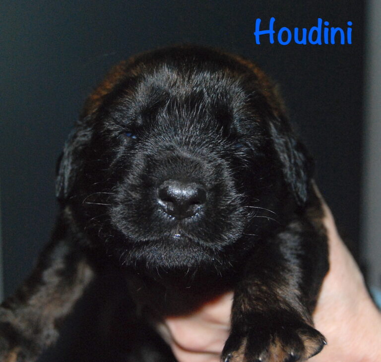 Houdini for website