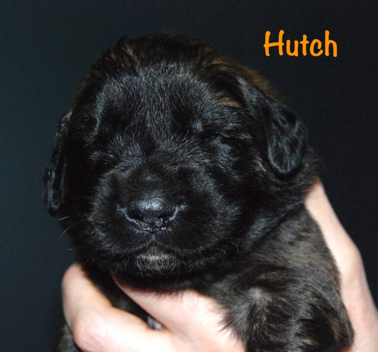 Hutch for website