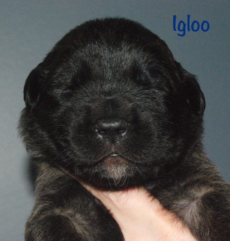 Igloo - 2.5 weeks old for website