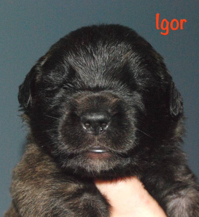 Igor - 2.5 weeks for website