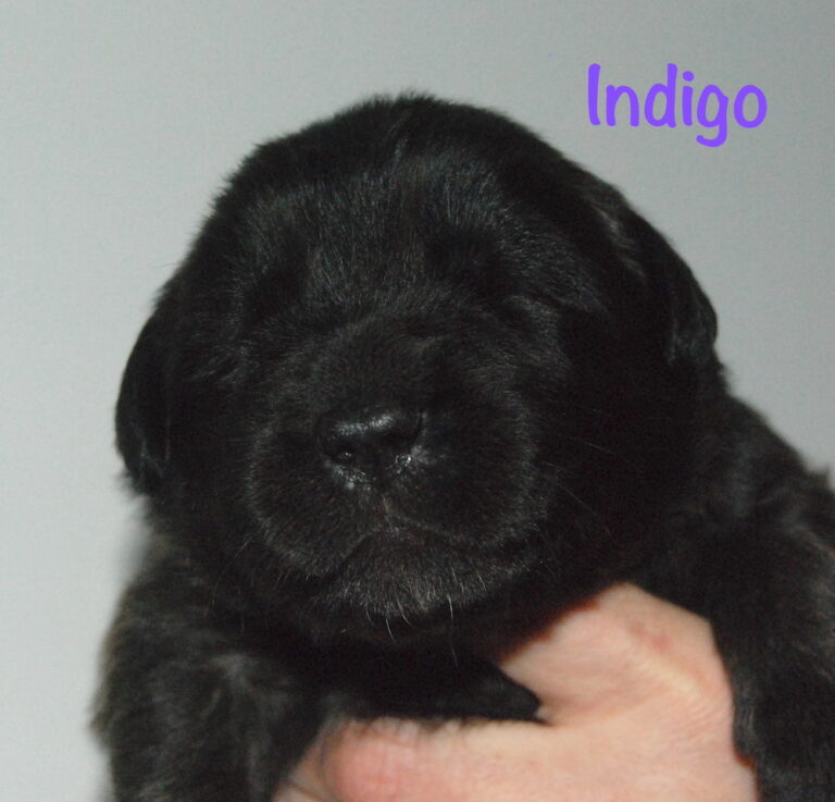 Indigo - 2.5 weeks for website