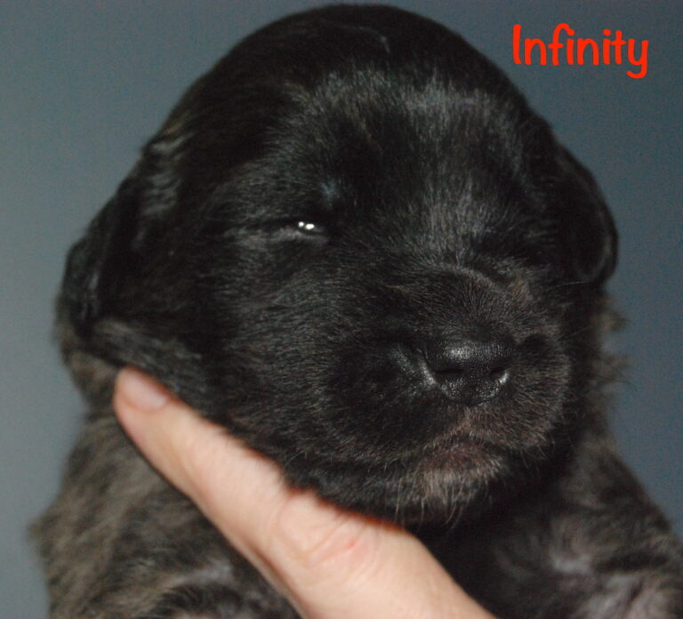 Infinity - 2.5 weeks old for website