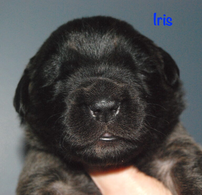 Iris - 2.5 weeks old for website