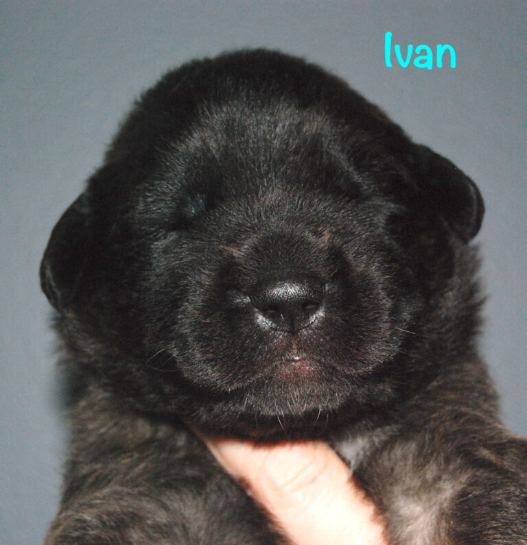 Ivan - 2.5 weeks for website