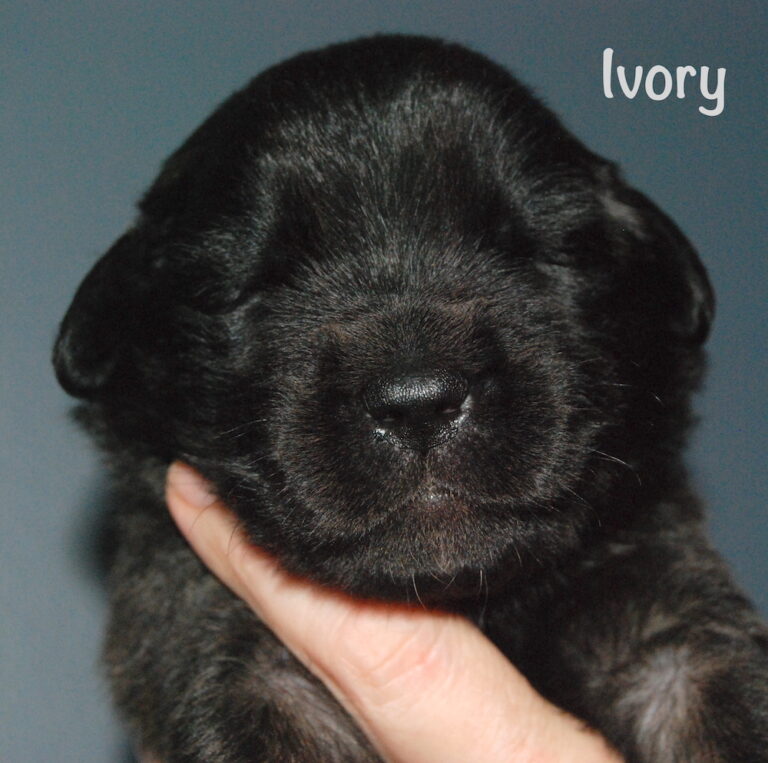Ivory - 2.5 weeks old for website