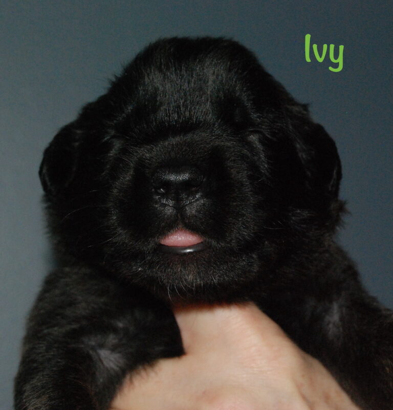 Ivy - 2.5 weeks old for website