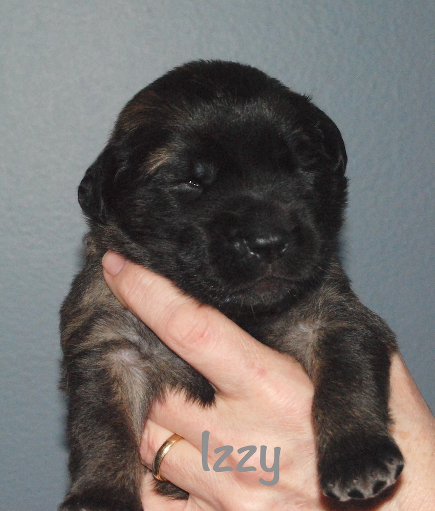 Izzy - 2.5 weeks old for website