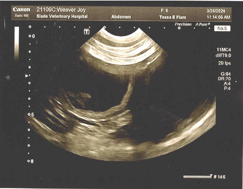 Joy ultrasound 1