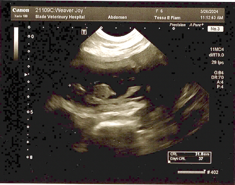 Joy ultrasound 3