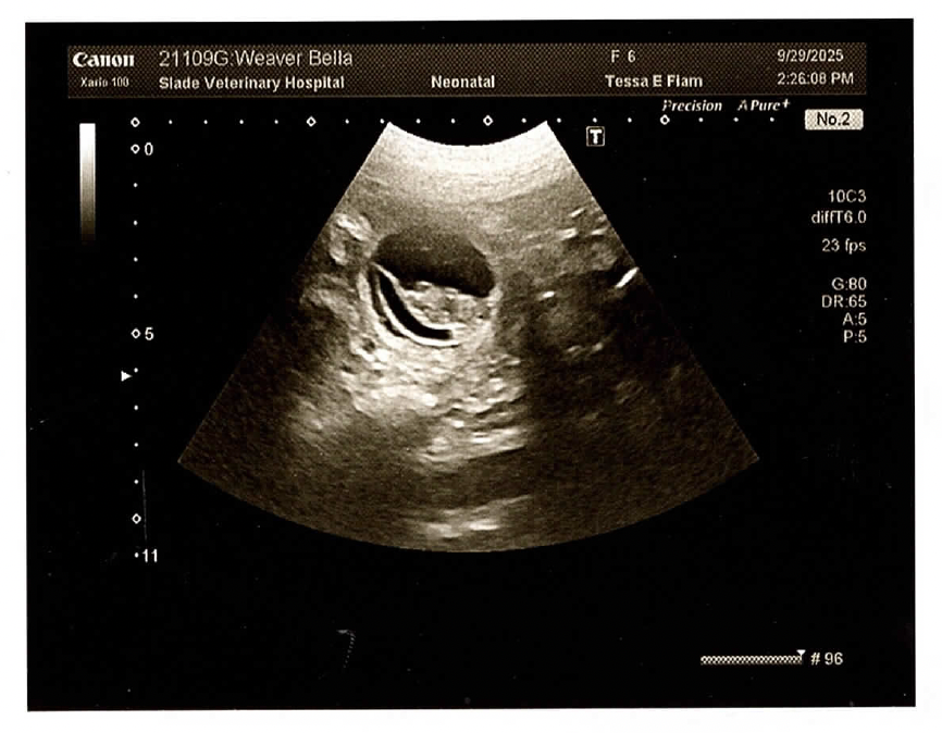 Bella's ultrasound 09:29:25 Bella's ultrasound 09:29:25