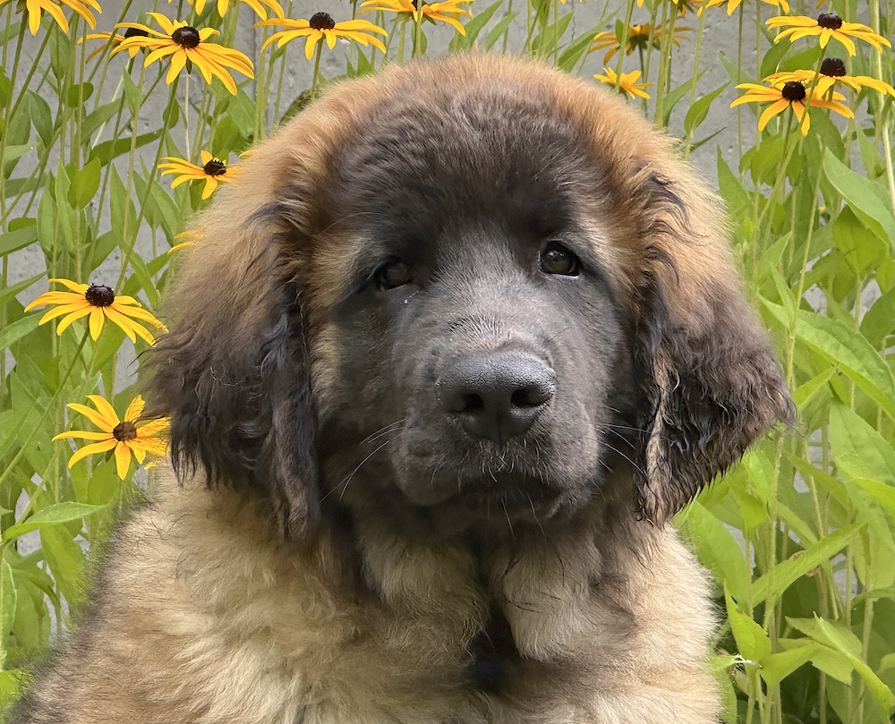 *Nala daisies for website *Nala daisies for website