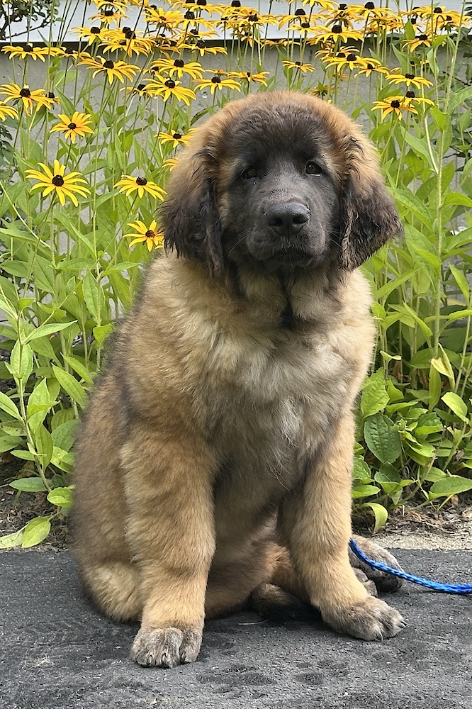 *Nala sitting for website *Nala sitting for website