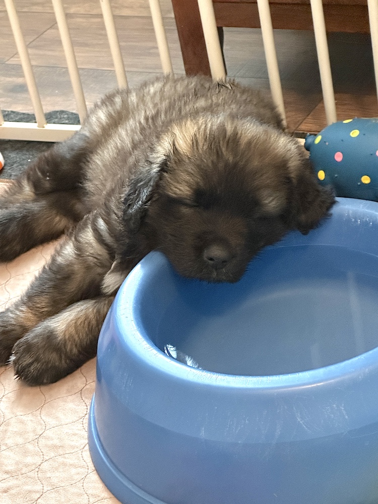 IMG_1409 for website