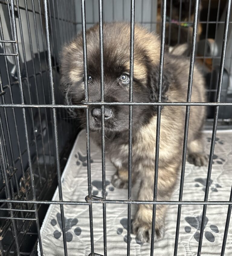 IMG_1453 for website