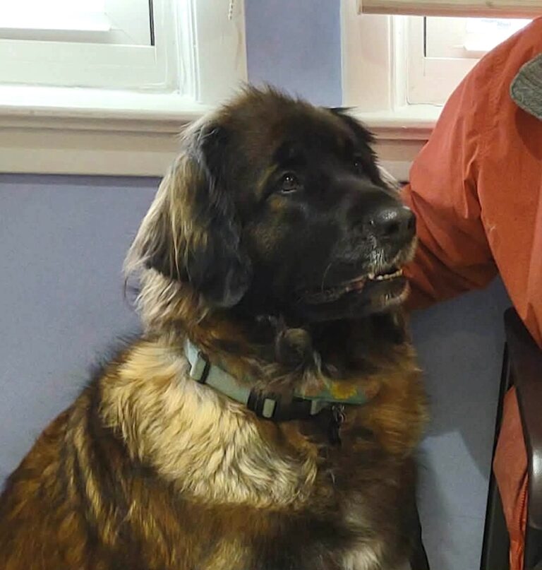 Grace at Clayton breeding for website Grace at Clayton breeding for website