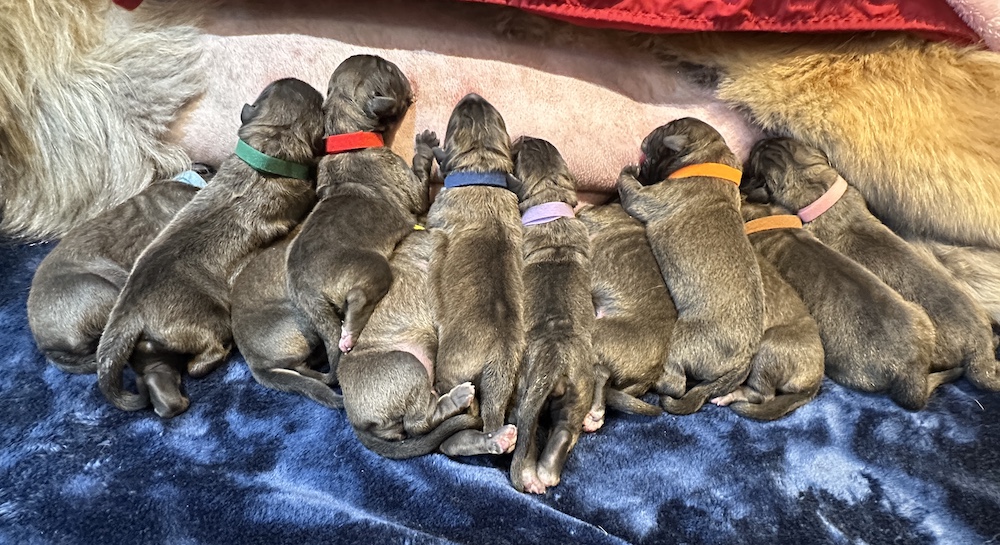 IMG_1736 for website