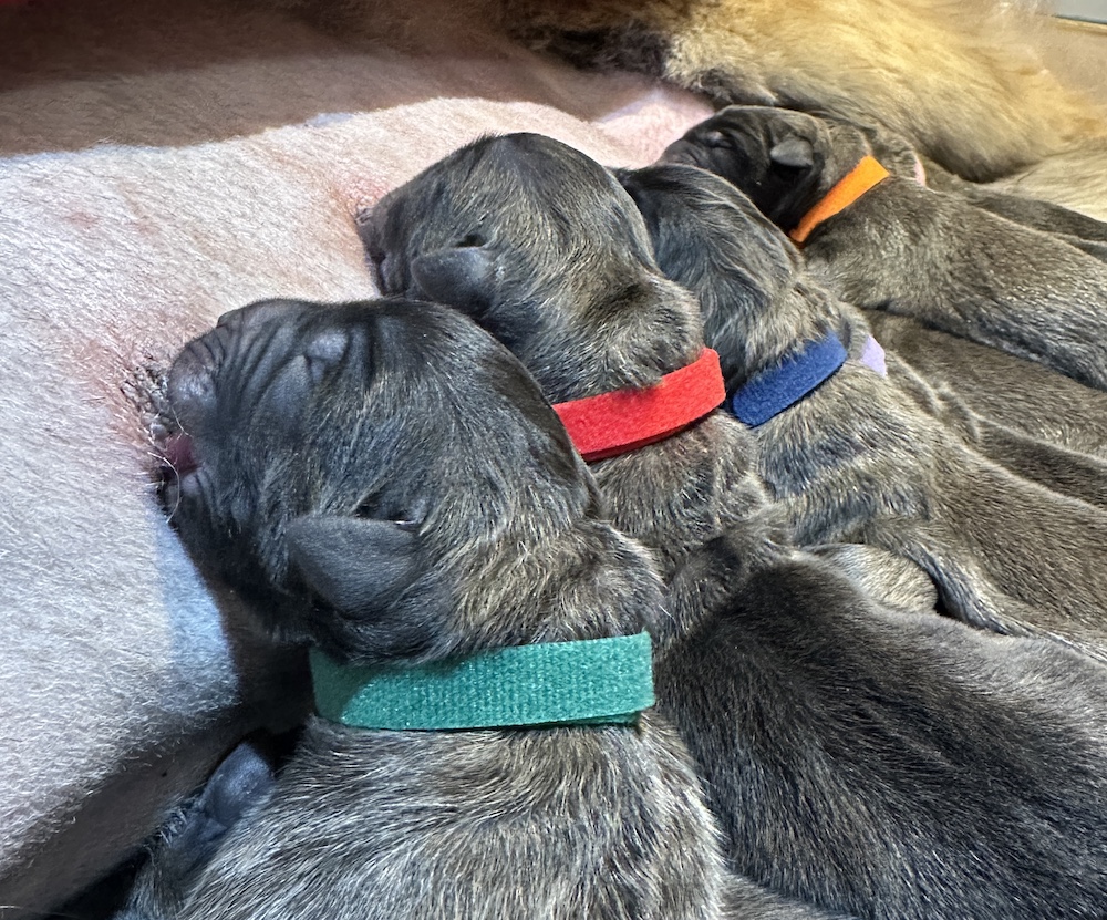 IMG_1738 for website