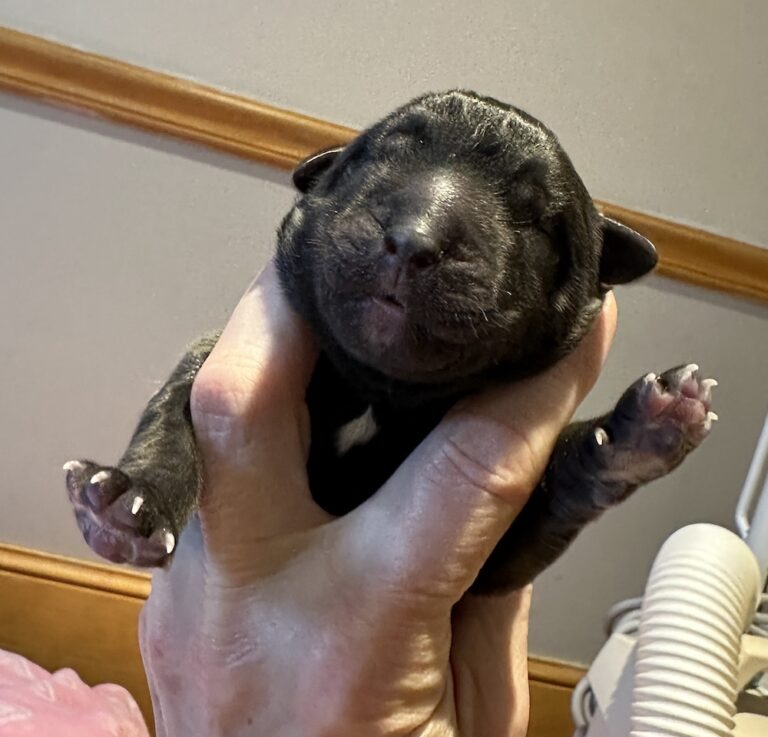 IMG_1740 for website