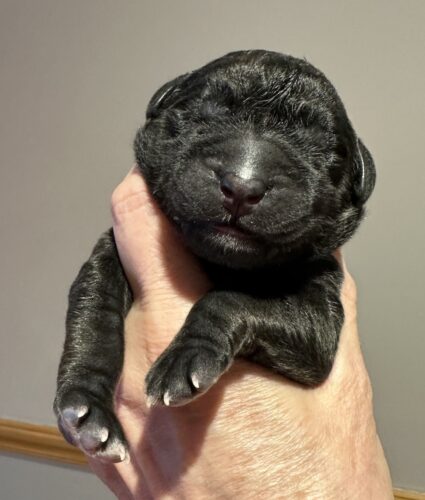 IMG_1782 for website