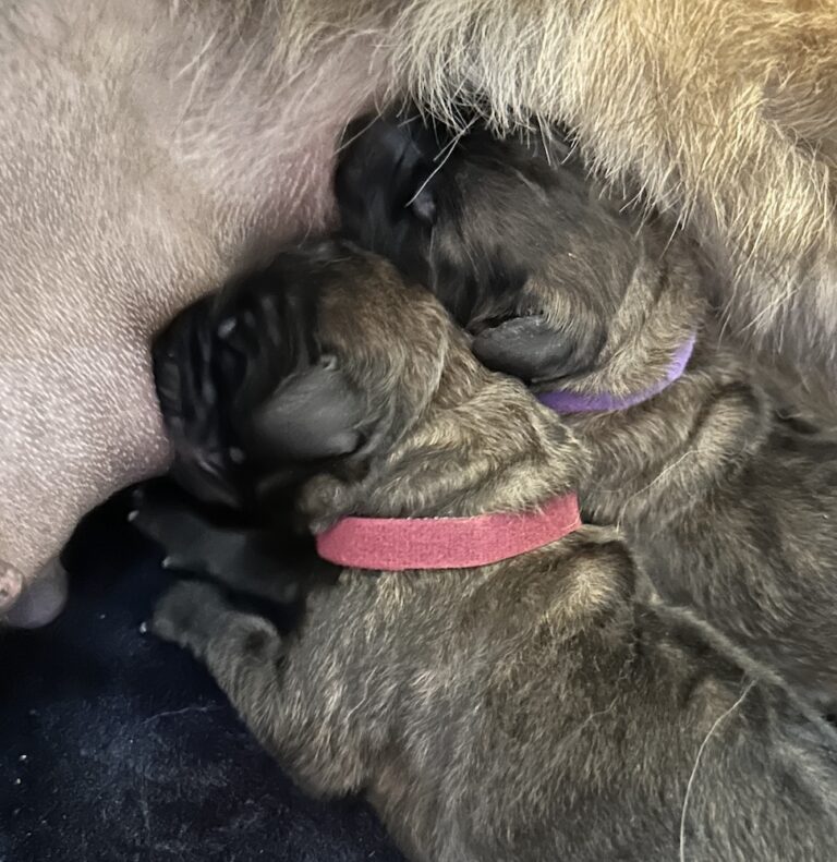 IMG_1807 for website