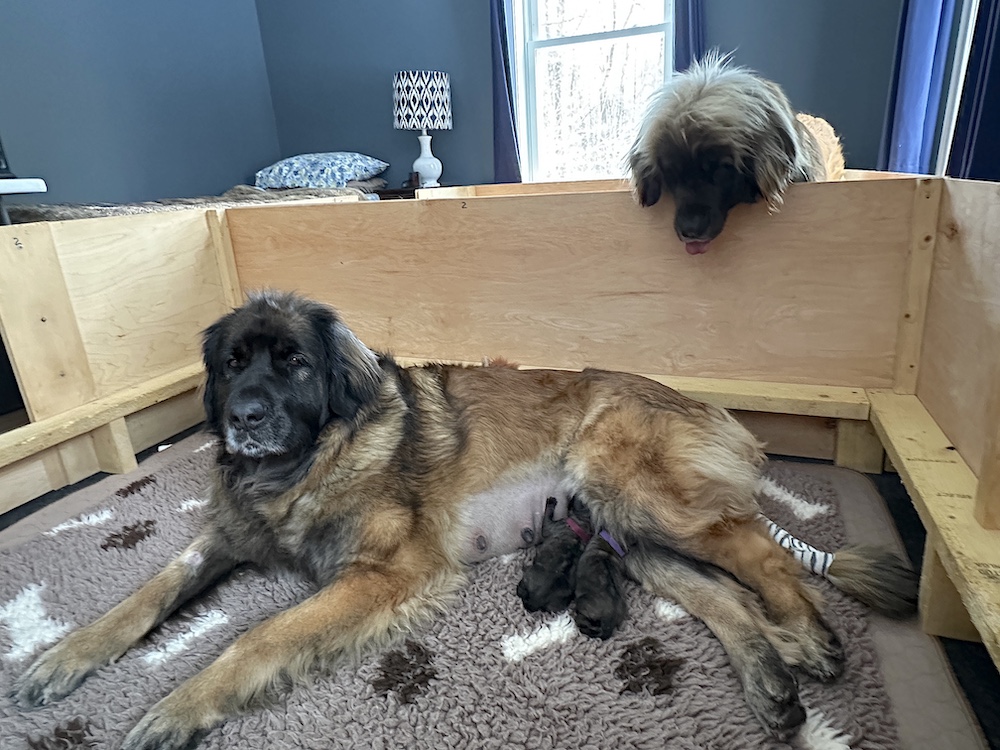 IMG_1809 for website