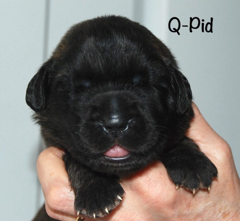 Q-Pid with name for website