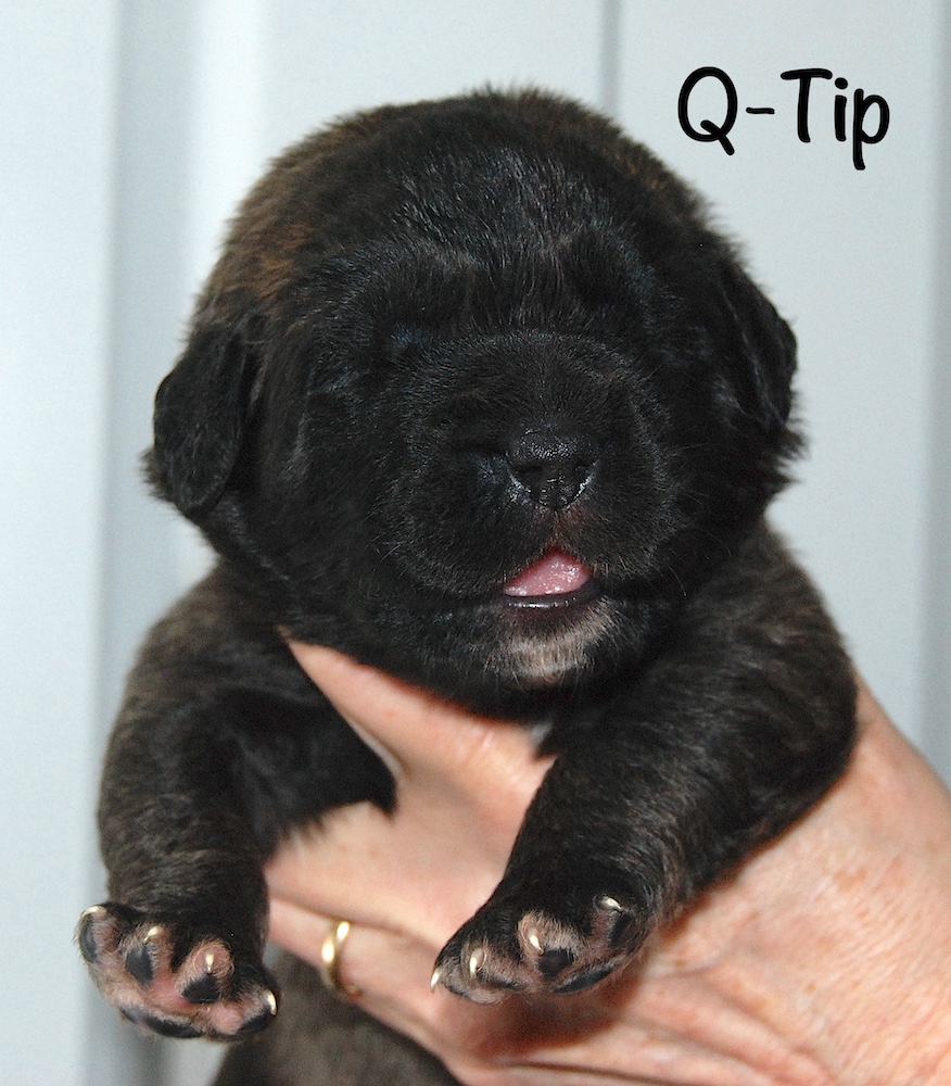 Q-Tip with name for website