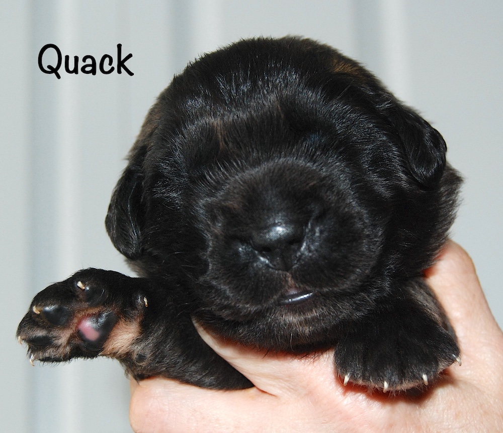 Quack with name for website