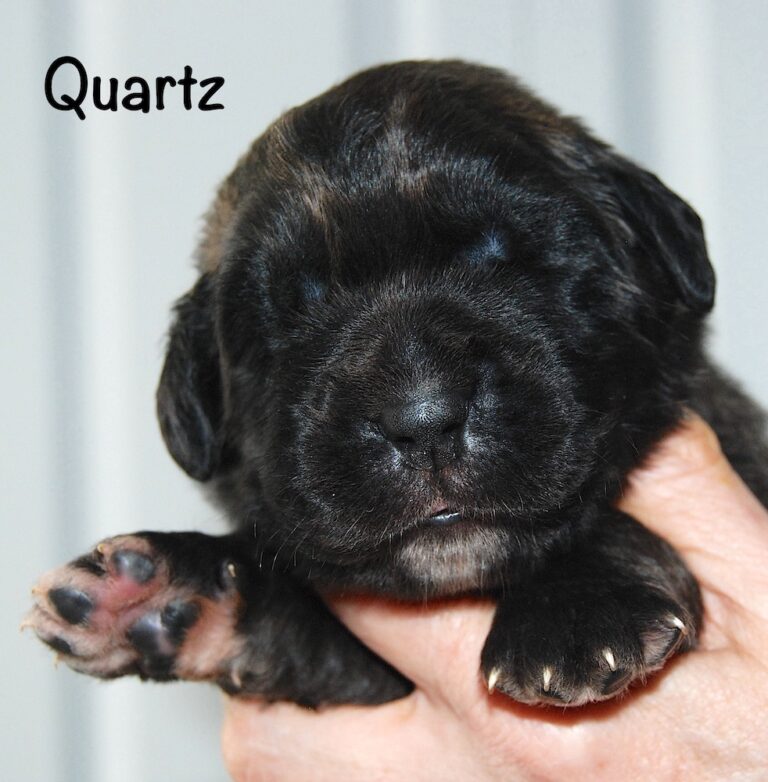 Quartz with name for website