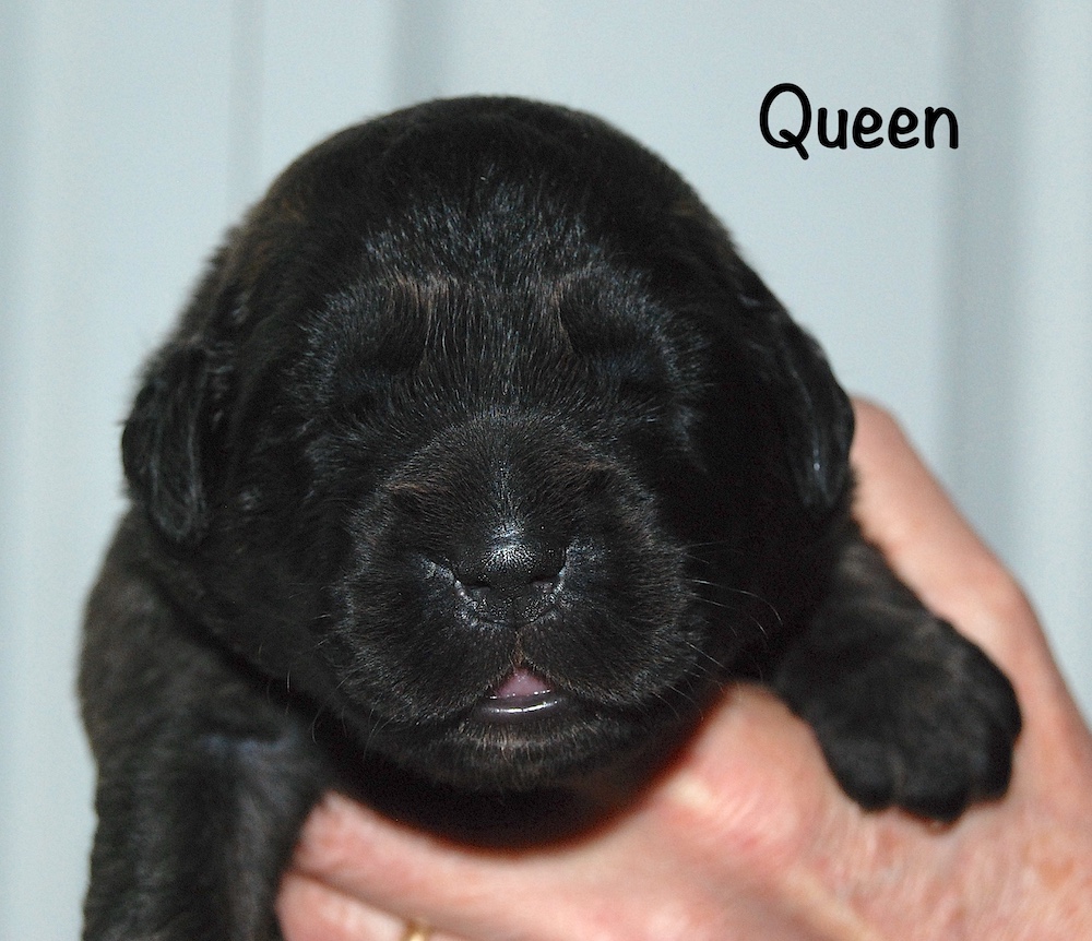 Queen with name for website