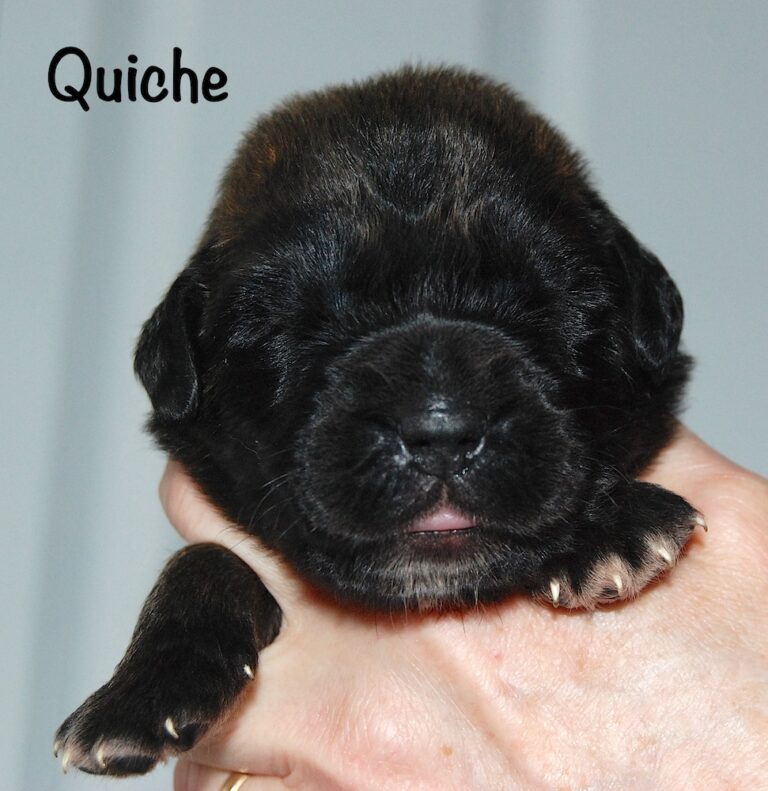 Quiche with name for website