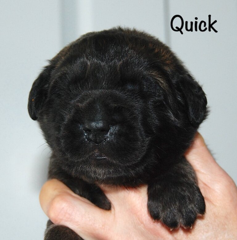 Quick with name for website