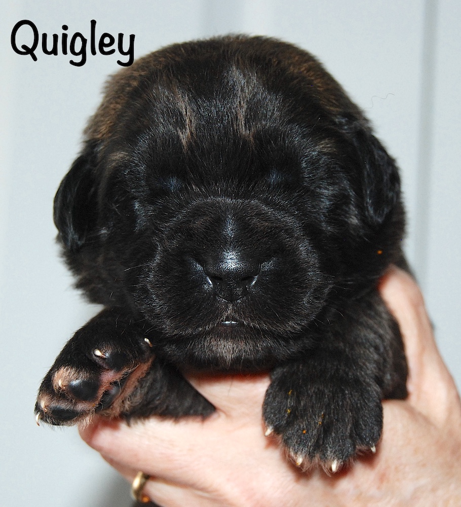 Quigley with name for website