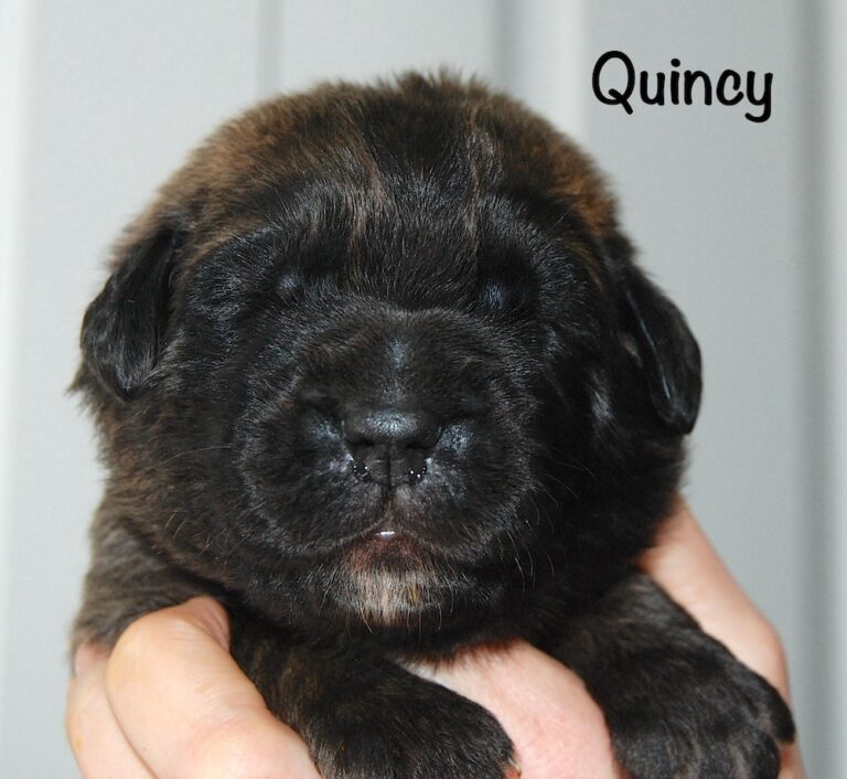 Quincy with name for website