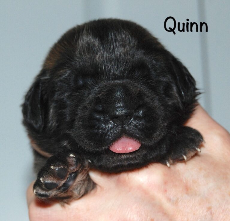 Quinn with name for website