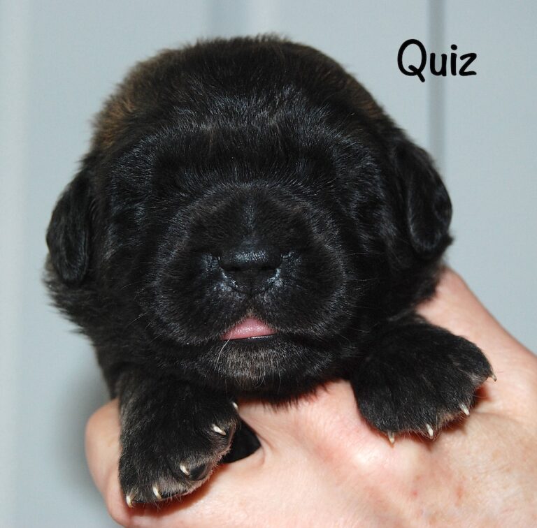 Quiz with name for website