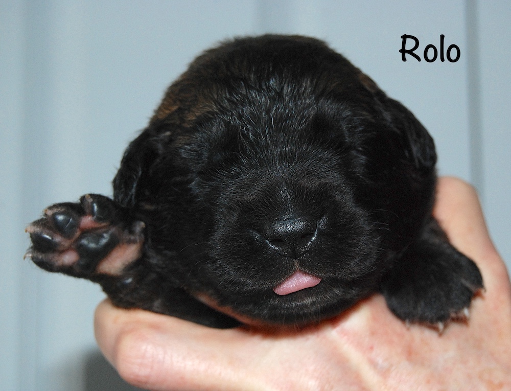 Rolo with name for website