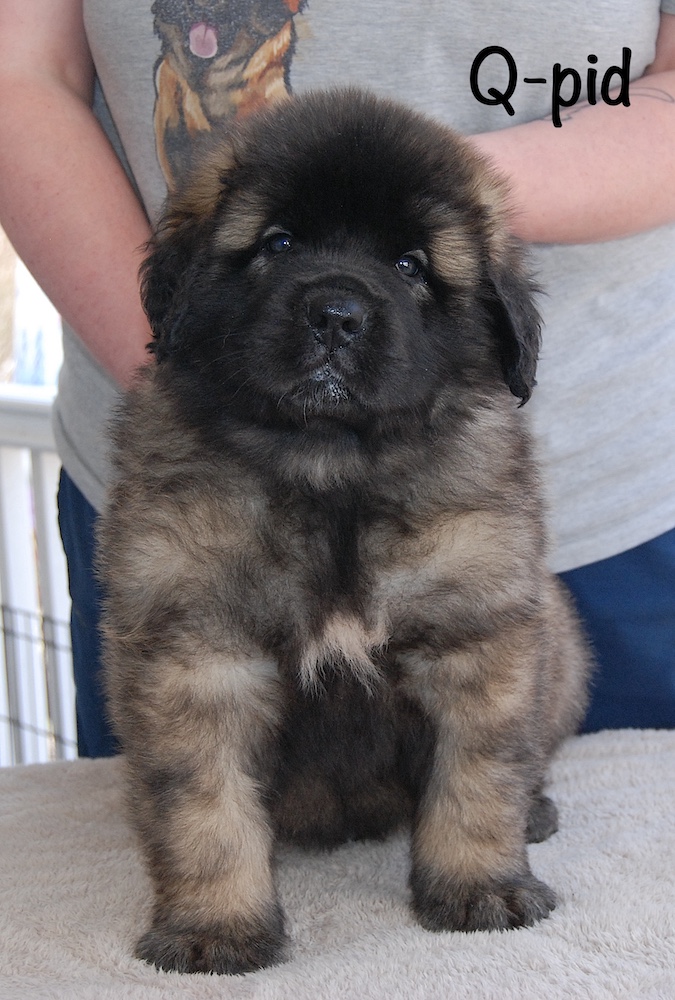 Qpid front for website