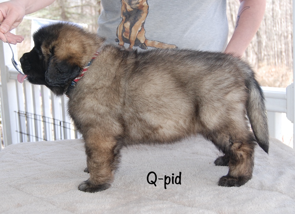 Qpid stacked for website