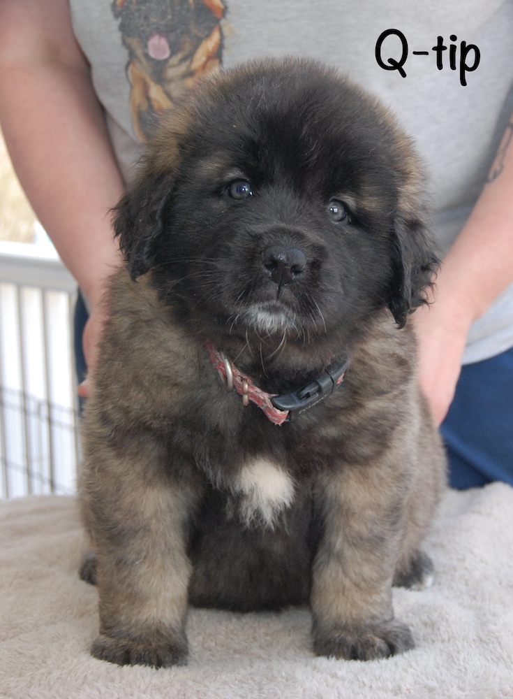 Qtip front for website