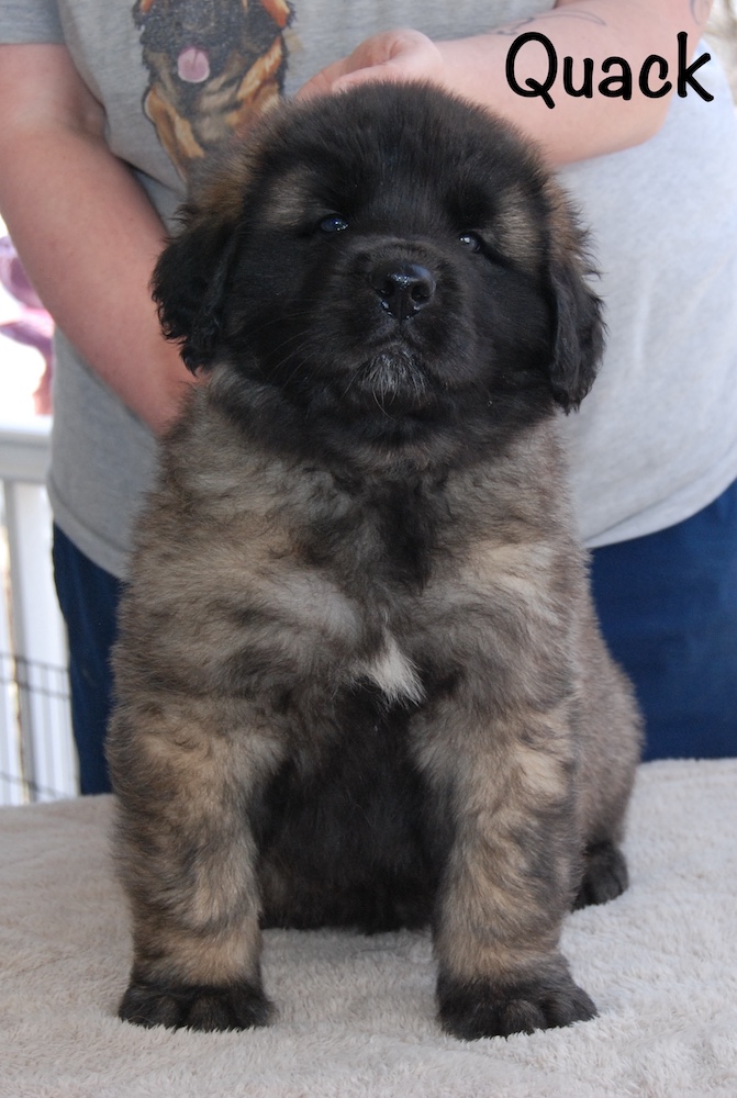 Quack front for website