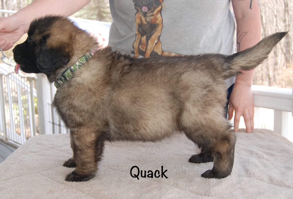 Quack stacked for website