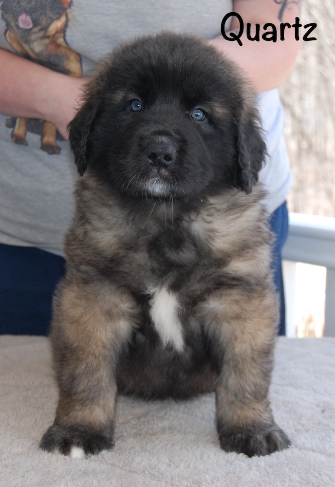 Quartz front for website