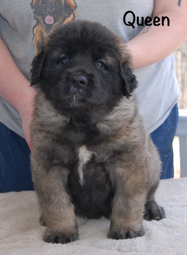 Queen front for website