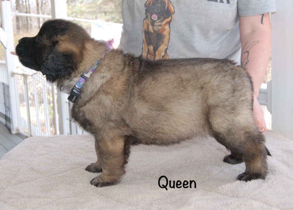 Queen stacked for website