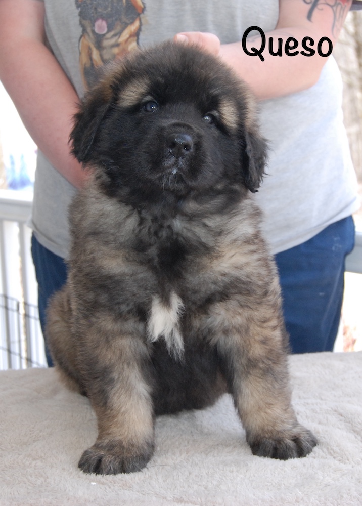 Queso front for website